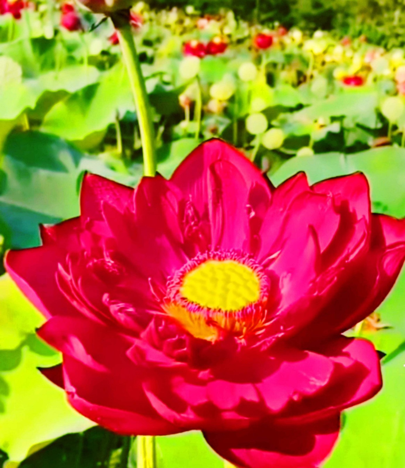 3 Organic Mixed Colors LOTUS Nelumbo Pond Water Lily Lilypad Blue Flower Seeds