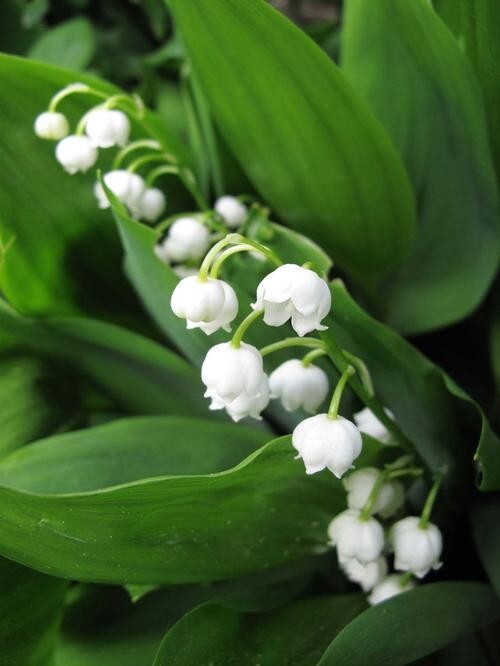 5 Rhizomes (Pips) Lily of The Valley, Convallaria Majalis, May Bells Mary’s Tear