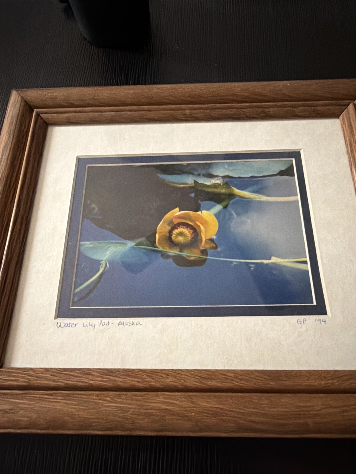 Yellow Water Lily Pad – Alaska GP 94