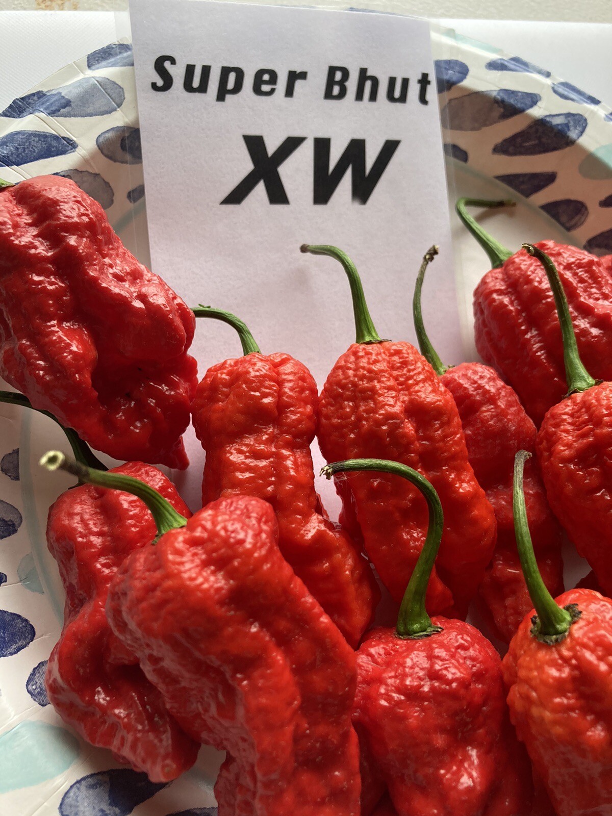 Super Bhut Jolokia XW Ghost Pepper Seeds 15+ Per Pack
