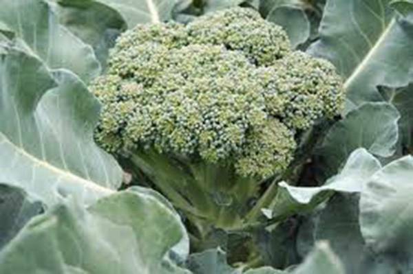 BROCCOLI, WALTHAM 29, HEIRLOOM, 25+ SEEDS, DELICIOUS AND HEALTHY