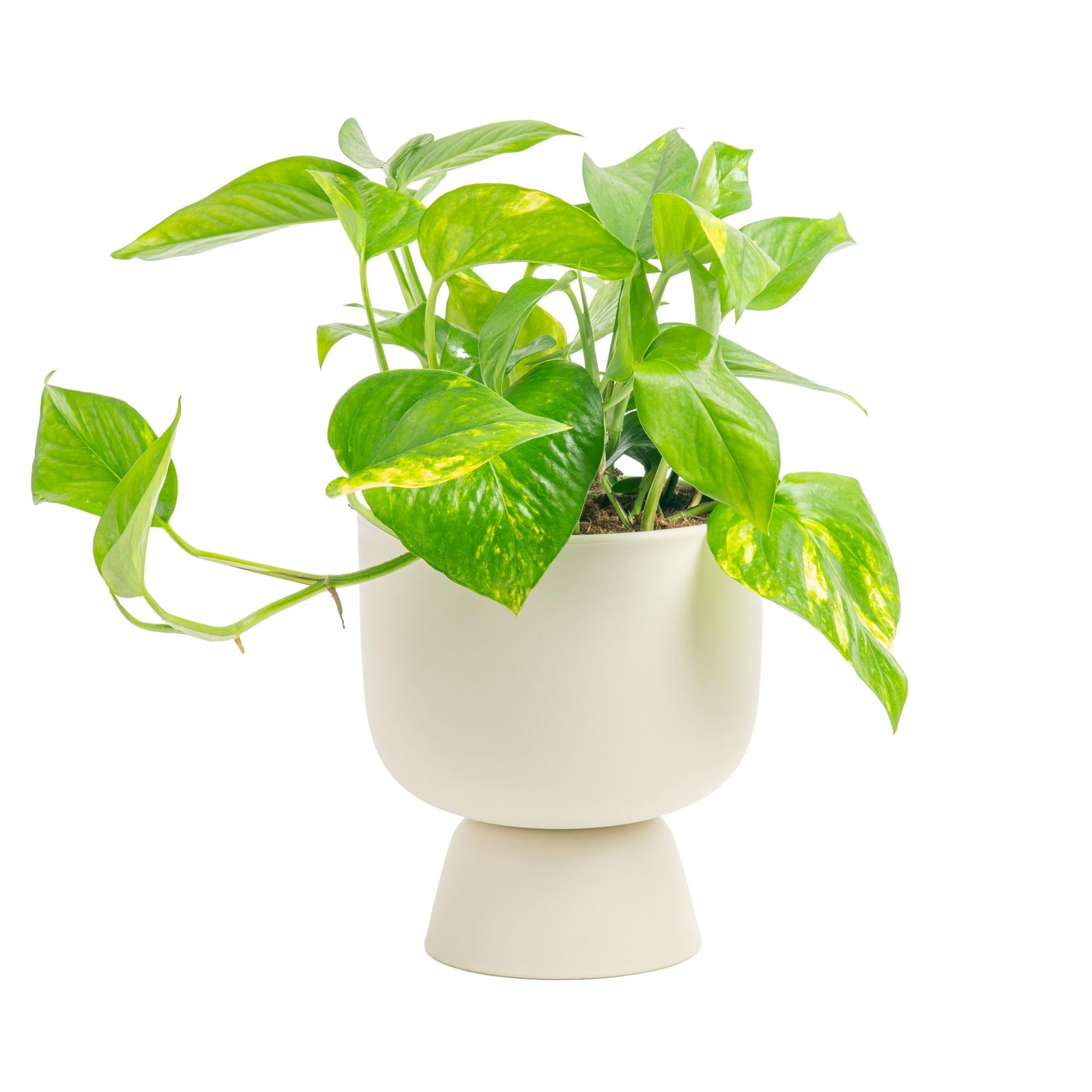 Pothos Plant – Easy to Grow Vining Indoor Plant, 1 Ft Tall – Air Purifying