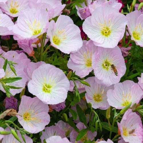 Showy Evening Primrose Seeds Pink Mexican Primrose Hardy 1,000 – 5,000 Seeds