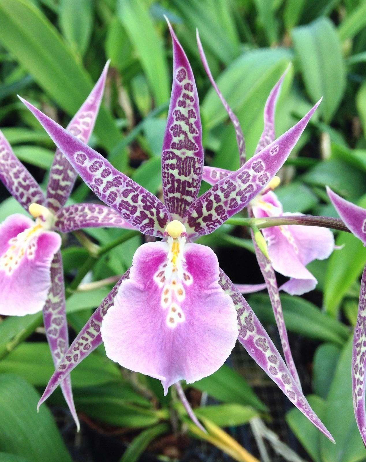 Fragrant – Miltassia Charles M. Fitch ‘Izumi’ (BS, 3.5″ pot)
