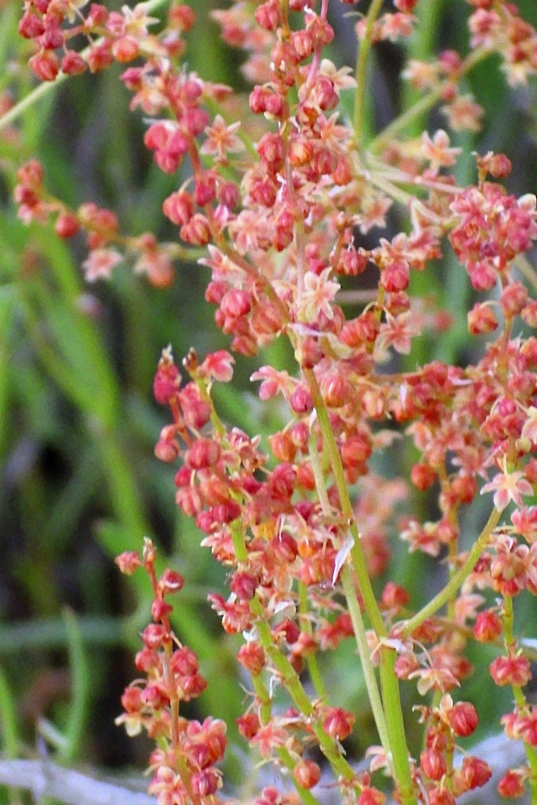100 SHEEP SORREL Rumex Acetosella Red Field Sorrel Sour Weed Herb Flower Seeds