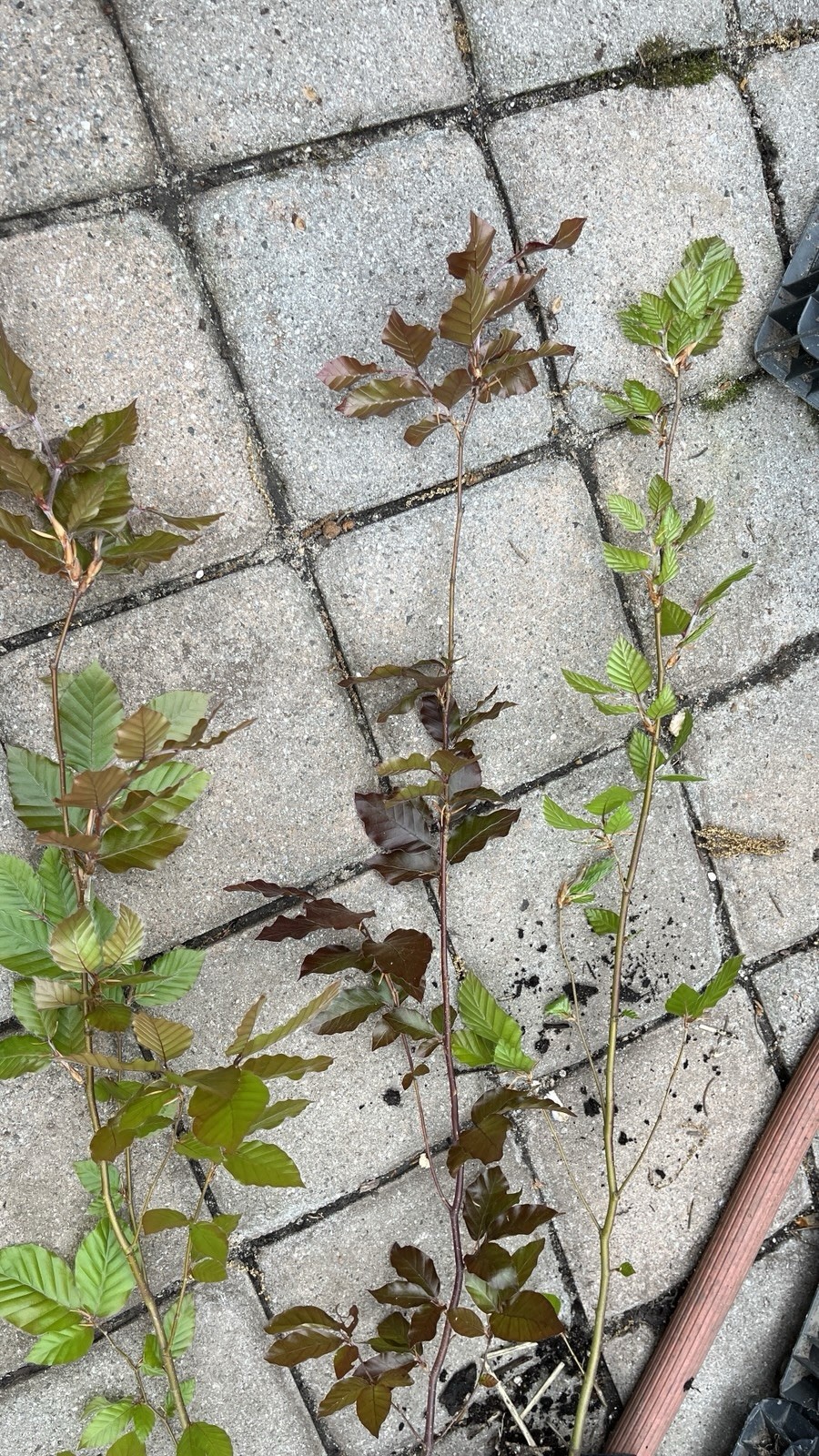 Fagus sylvatica Purpurea Copper Beech, 2 year old plant 20-26 inches tall