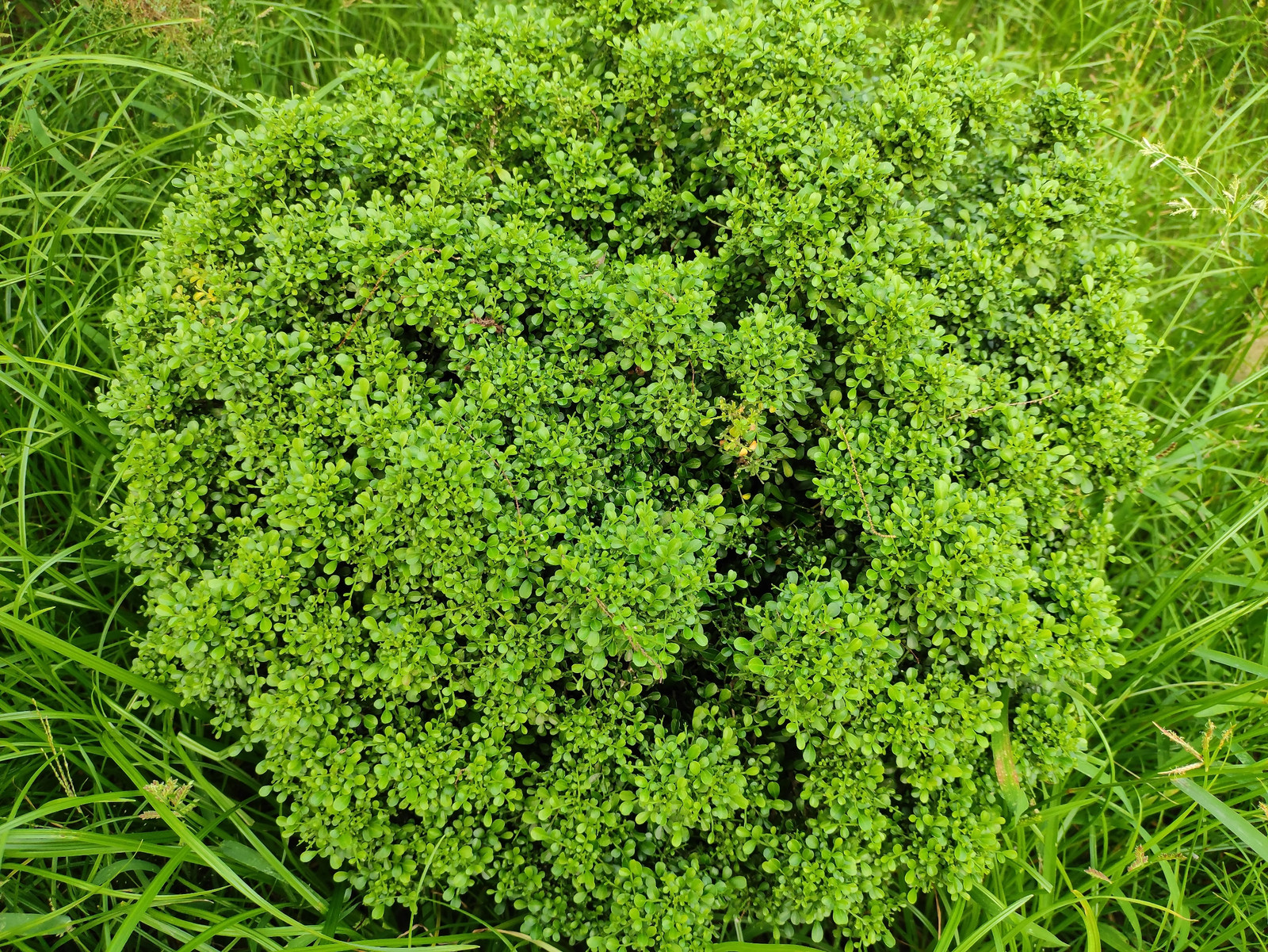 40 LITTLELEAF BOXWOOD Korean Buxus Microphylla Koreana Shrub Seeds