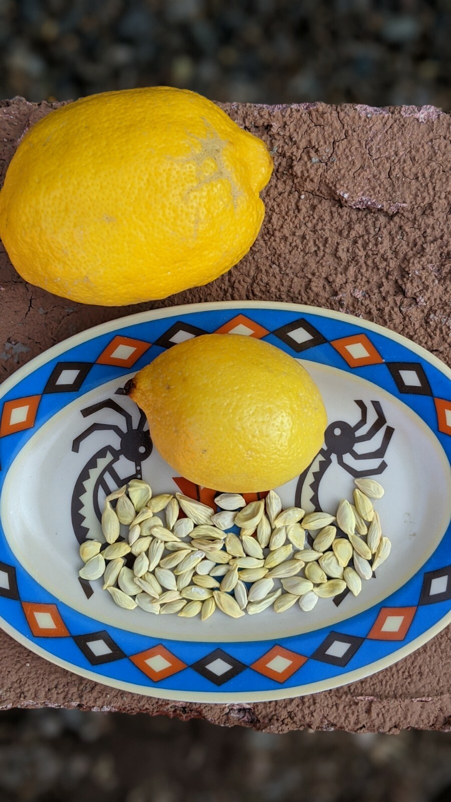 Lemon Seeds – 20 Fresh 🍋 Seeds Proudly Made In/From Arizona Meyer Lemon Non GMO