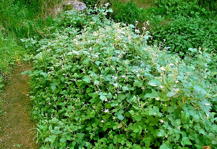 20 CALIFORNIA PACIFIC TRAILING BLACKBERRY SEEDS Rubus Ursinus Hardy Fruit Vine
