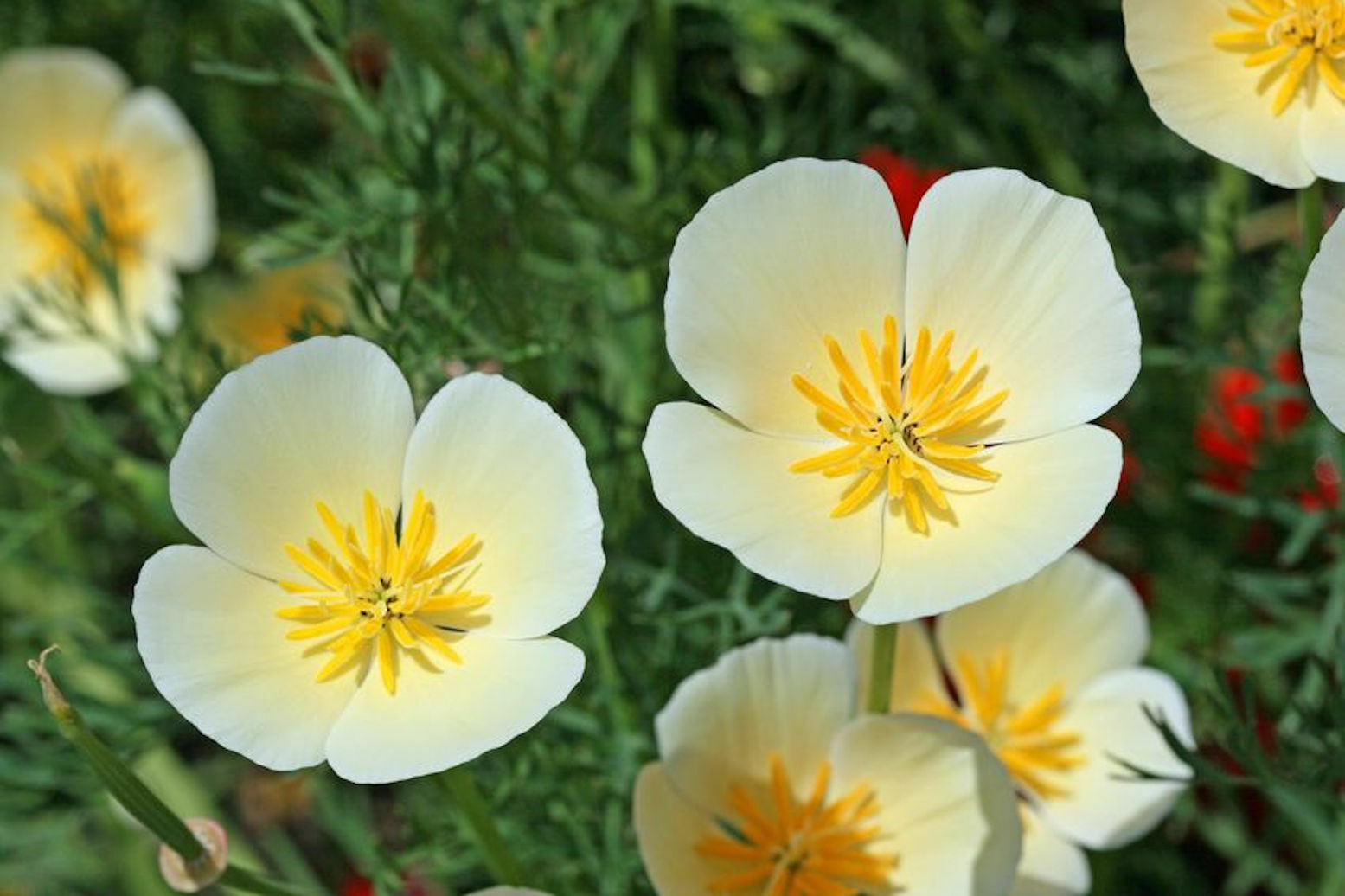 California Poppy Premium SEEDS White Linen annual flower Attracts Pollinators