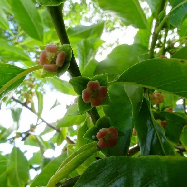 Diospyros lotus | Date-Plum | Caucasian or Lilac Persimmon | 20 Seeds