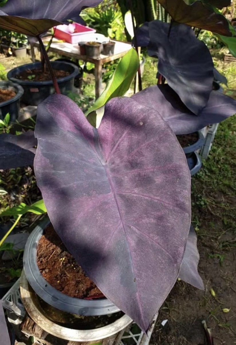 AUTHENTIC Colocasia Emerald Magenta 1 bulb