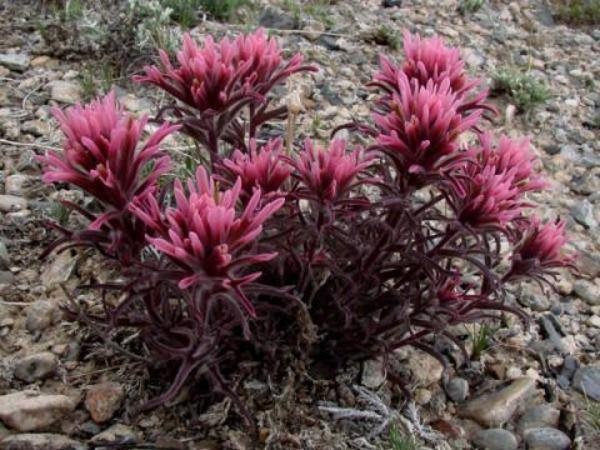 Castilleja angustifolia | Desert Indian Paintbrush | 100 Seeds
