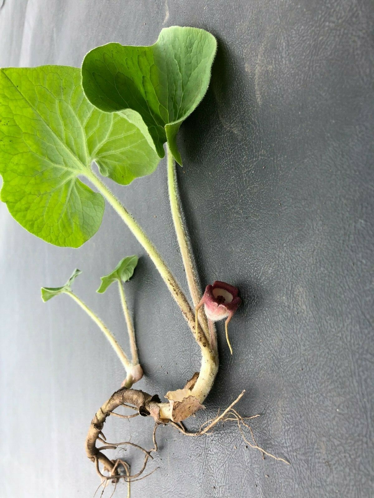 20 Wild Ginger Live Bare Root Rhizomes Perennial Ground Cover Flower