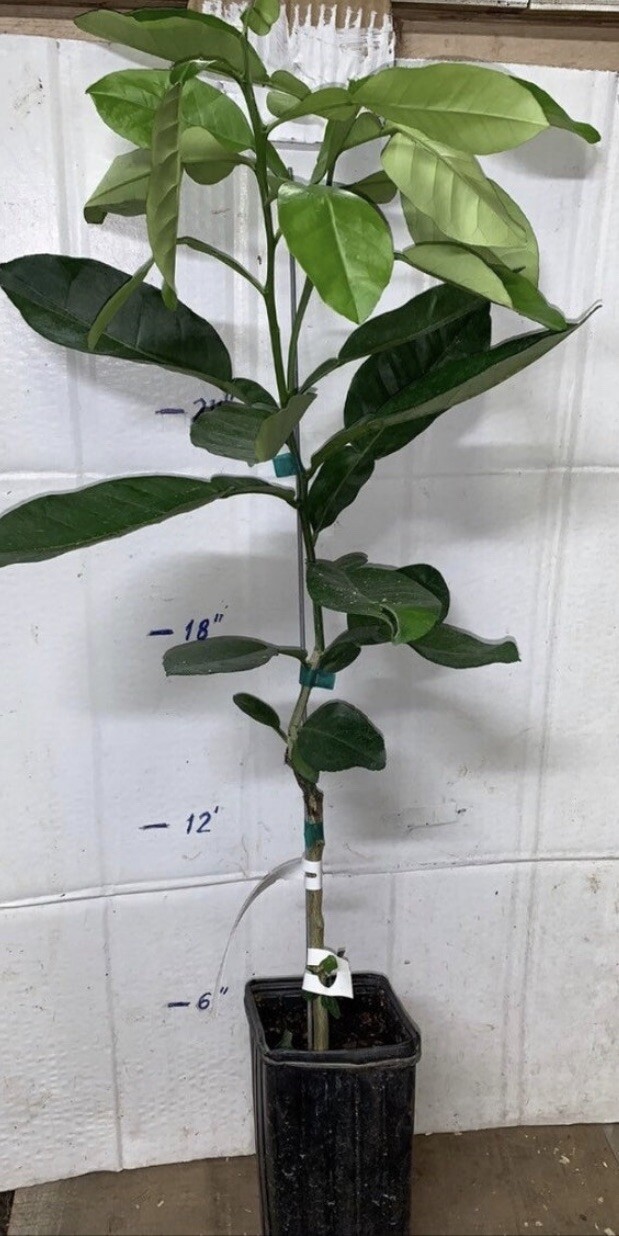 California only!! Lee x Nova Mandarin 18-36 inches tall, grafted tree