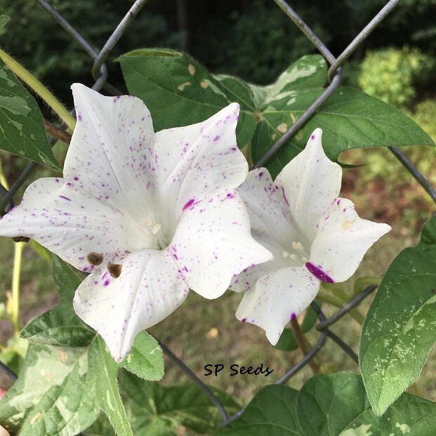 Kikyo Light Speckled Japanese Morning Glory – ipomoea NIL – 6 seeds – Variegated