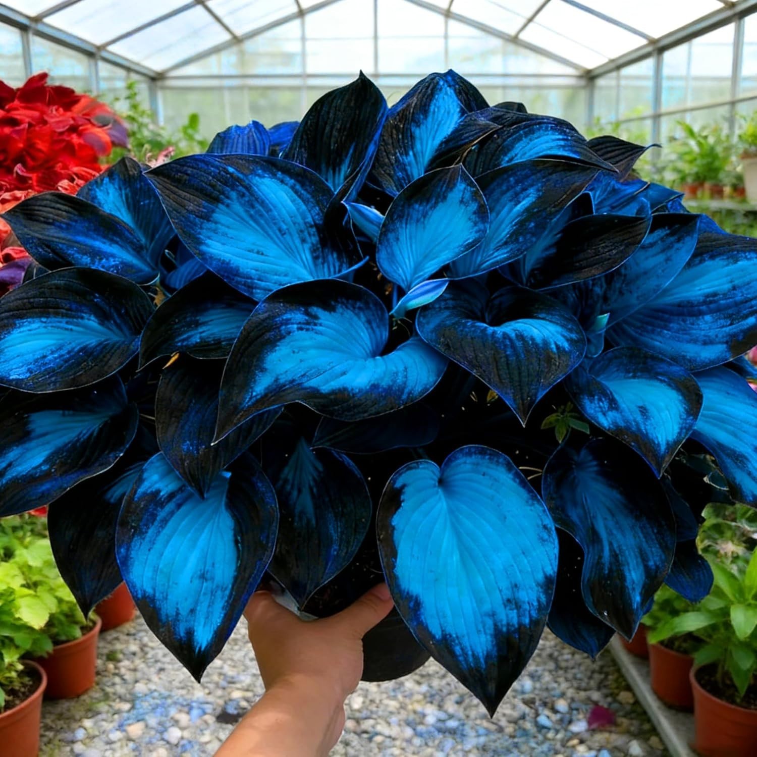 Hosta Seeds for Planting, 290+pcs Rare Perennial Hosta Flower Seeds Plants, N…