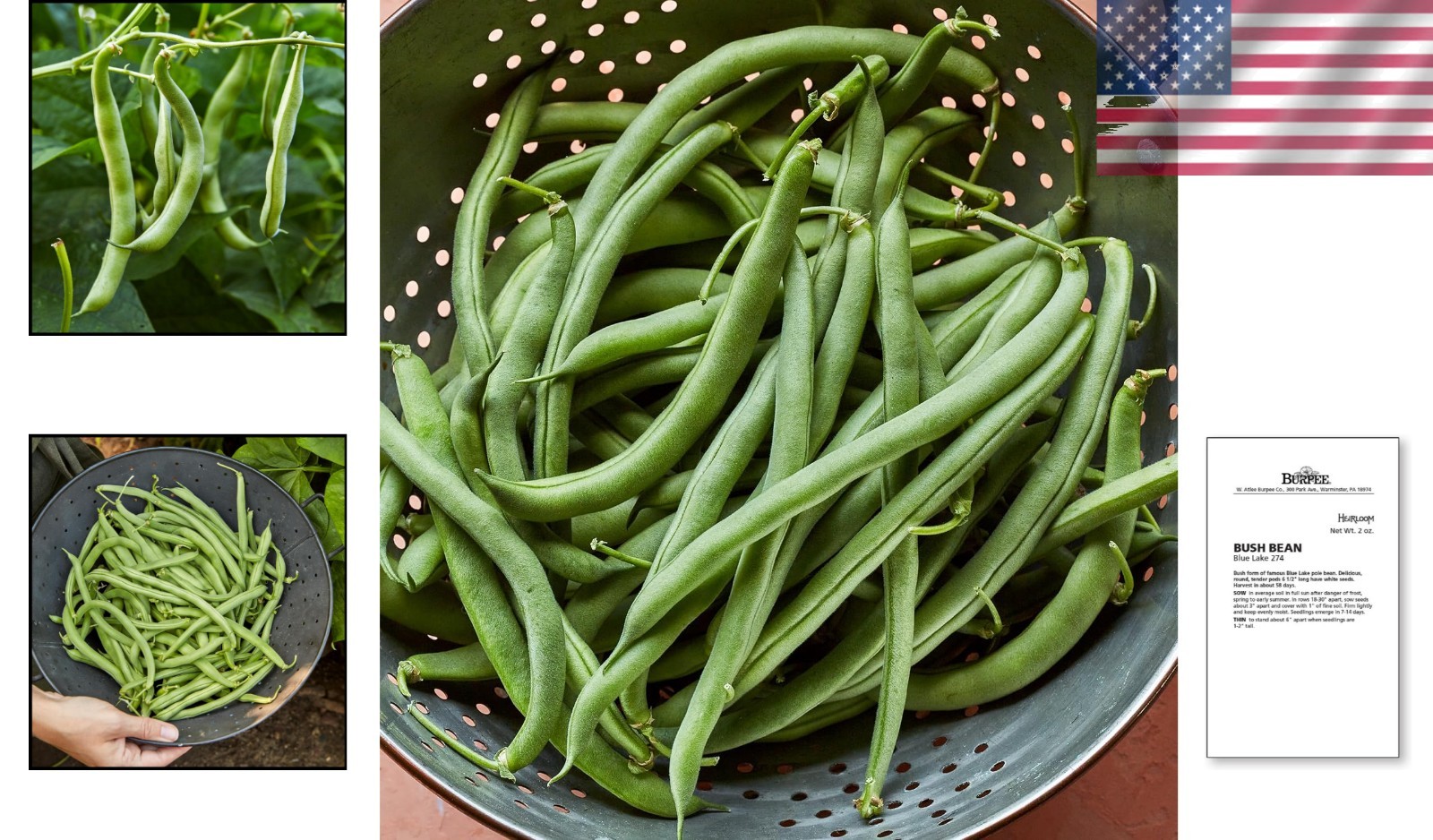 Heirloom Blue Lake 274 Bush Bean Seeds, 2 Oz—Tender Pods for Bountiful Harvests