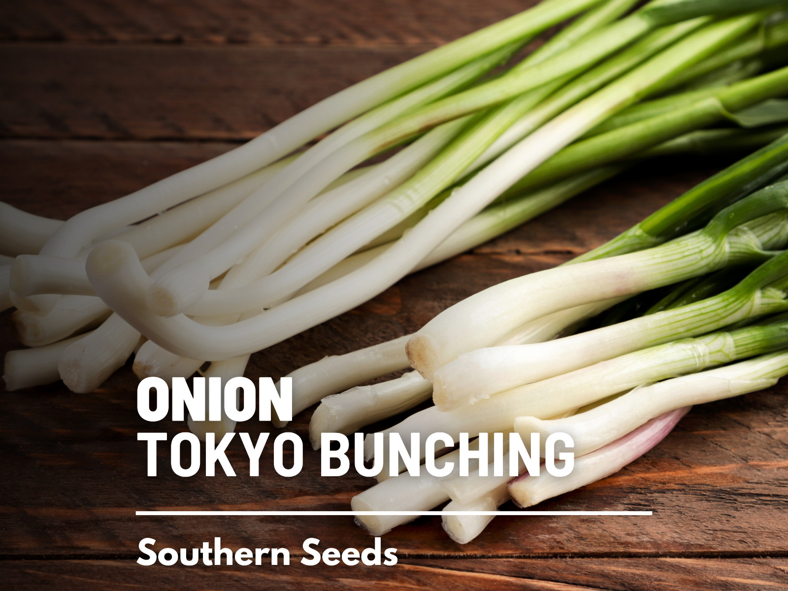 Onion, Tokyo Long White Bunching – 200 Seeds – Heirloom – Non-GMO (Allium cepa)