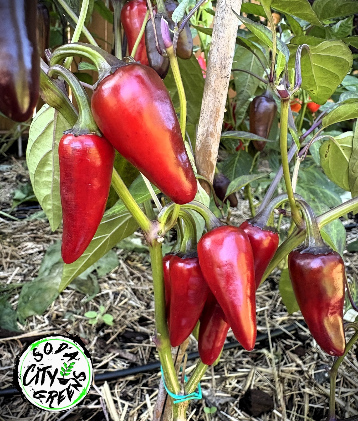 Count Dracula x Orange Fish Pepper Seeds