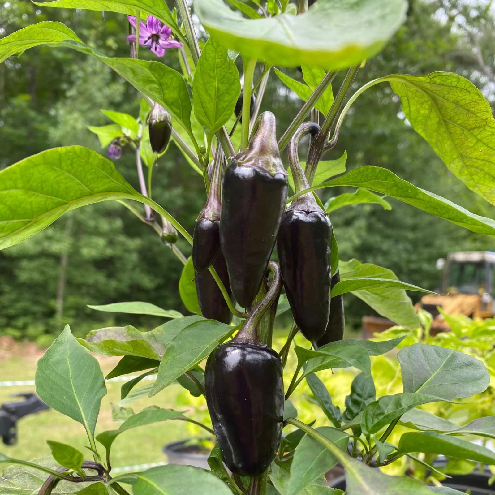 RARE✿ Heirloom Black Hungarian Hot Chili Pepper 15+ Seeds