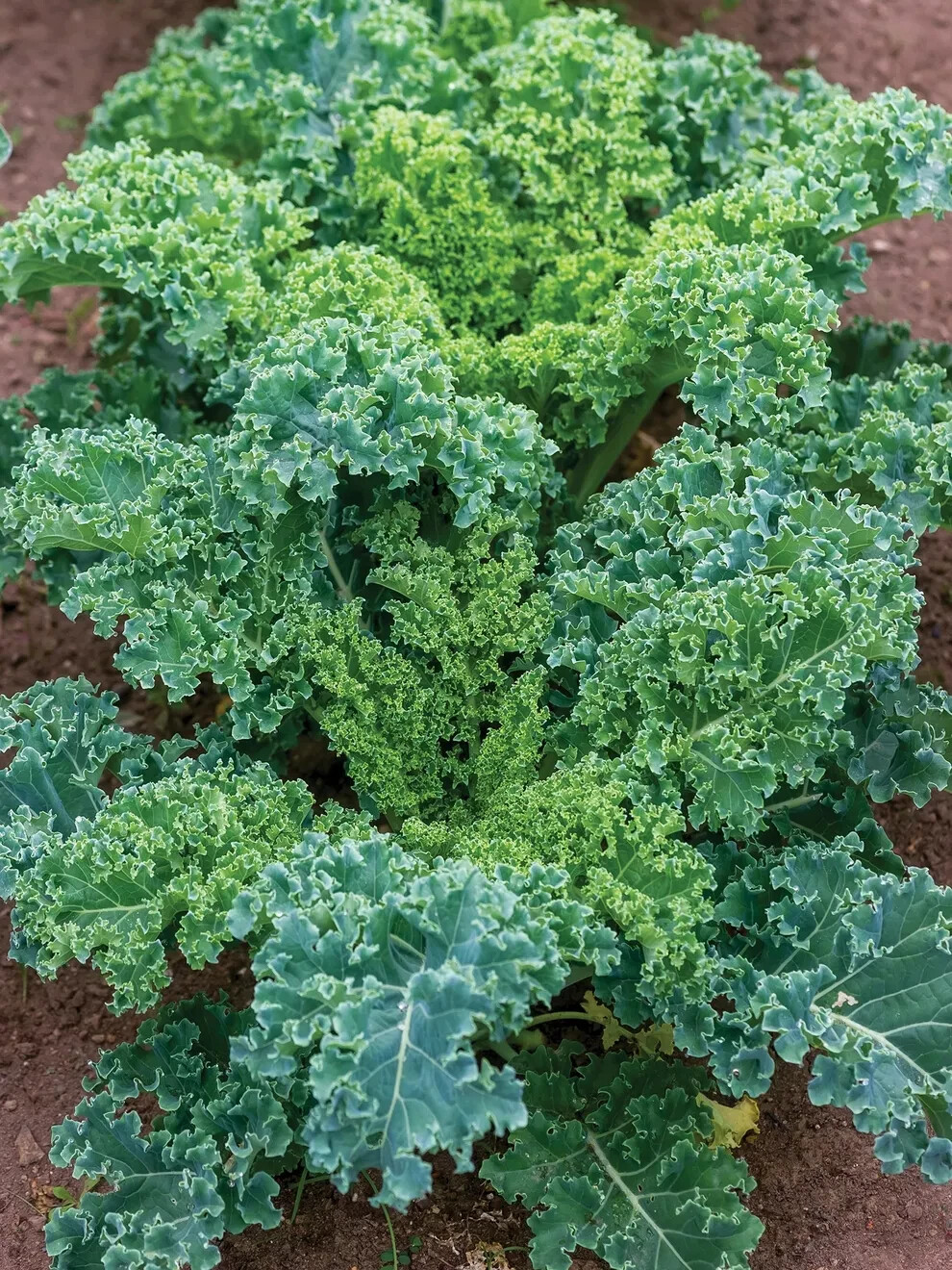 200+ seeds, Kale Seeds – Dwarf Siberian, heirloom, open pollinated, Non-GMO