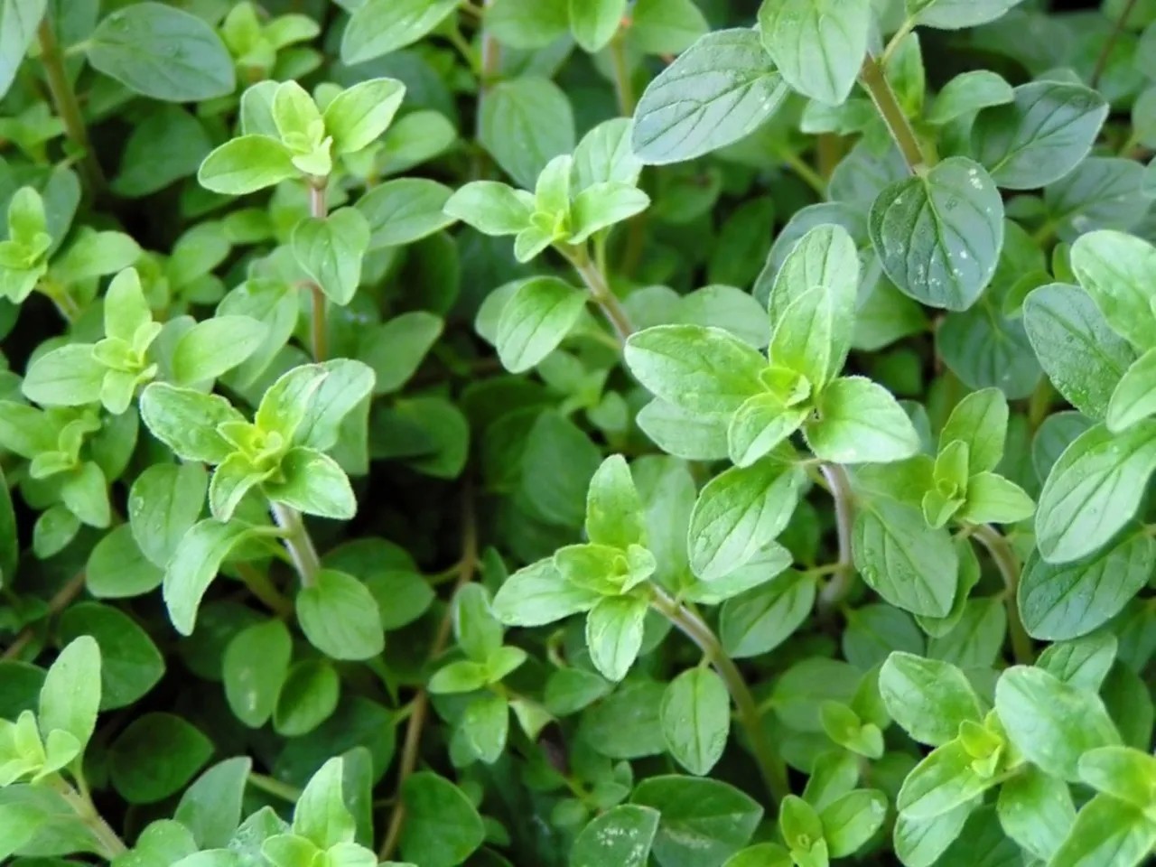 Greek Oregano Seeds (100) / Non-GMO / Florida Grown / HERB/ Easy
