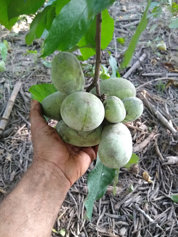 Pawpaw Tree Seed (Asimina triloba) fresh 2023 ~Paw Paw ~ 6 to 1200 seeds