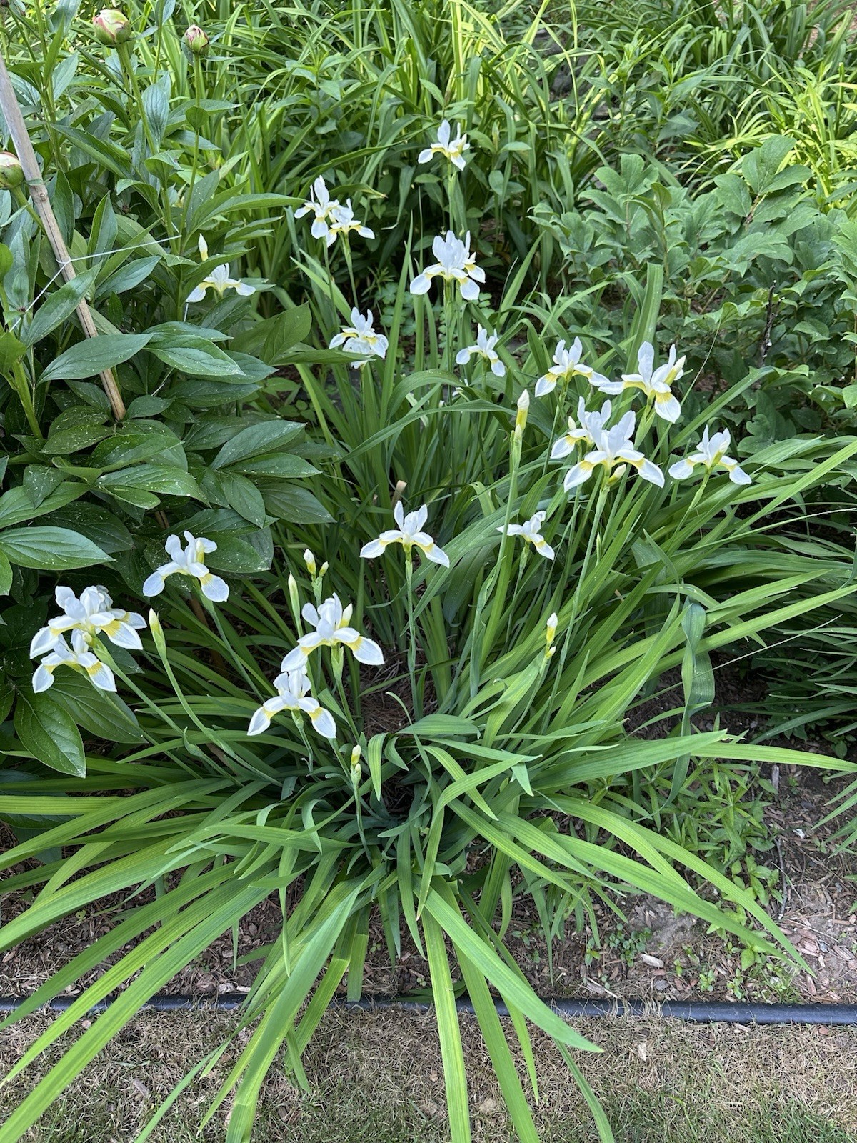 5 Siberian Iris Rhizomes White Siberian Iris Plants Bulbs Rhizomes With Foliage