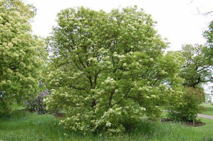 10 Bunge’s Ash Tree Seeds