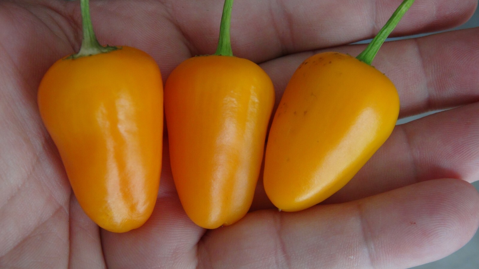 15 Orange Spice Pepper seeds seed Numex hot spicy
