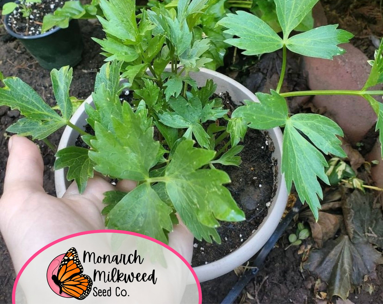 550+ Lovage Herb Seeds | Perennial Herb Gardening Seed Packet, Free Shipping USA