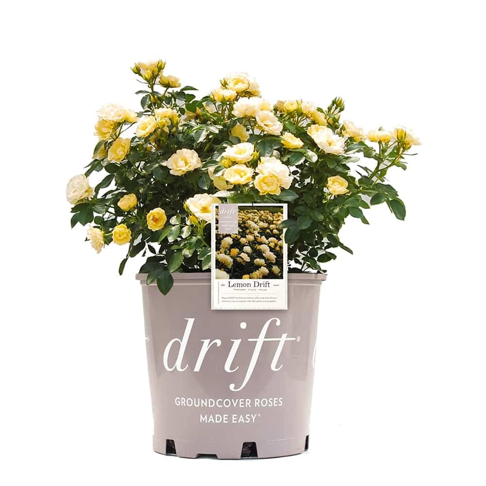 Rosa Lemon Drift