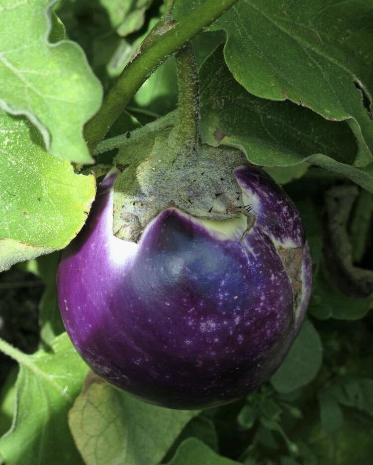 200+ SEEDS Thai Round Purple Eggplant | NON-GMO