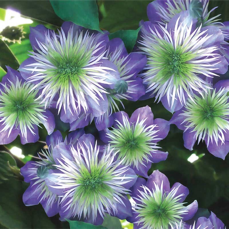 25 Crystal Fountai Clematis Seeds Climbing Perennial Plumeria Bloom Seed 710 USA