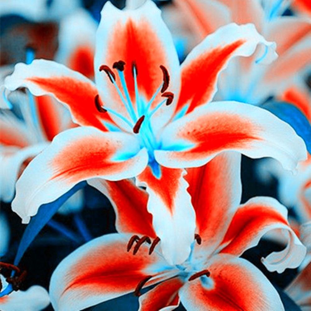 20 EXOTIC rare LILY SEEDS for garden flower perennial plant beds USA SELLER USPS