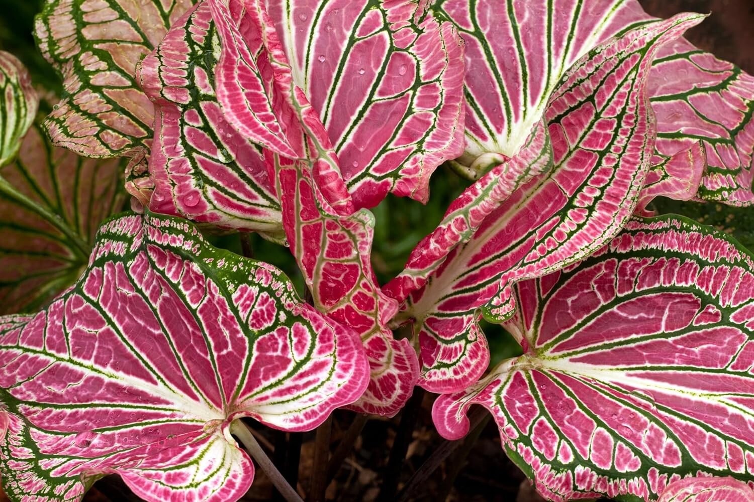 6 Pink Sky Caladium Bulbs for Planting – Perennial Hosta, Elephant Ears, Fancy