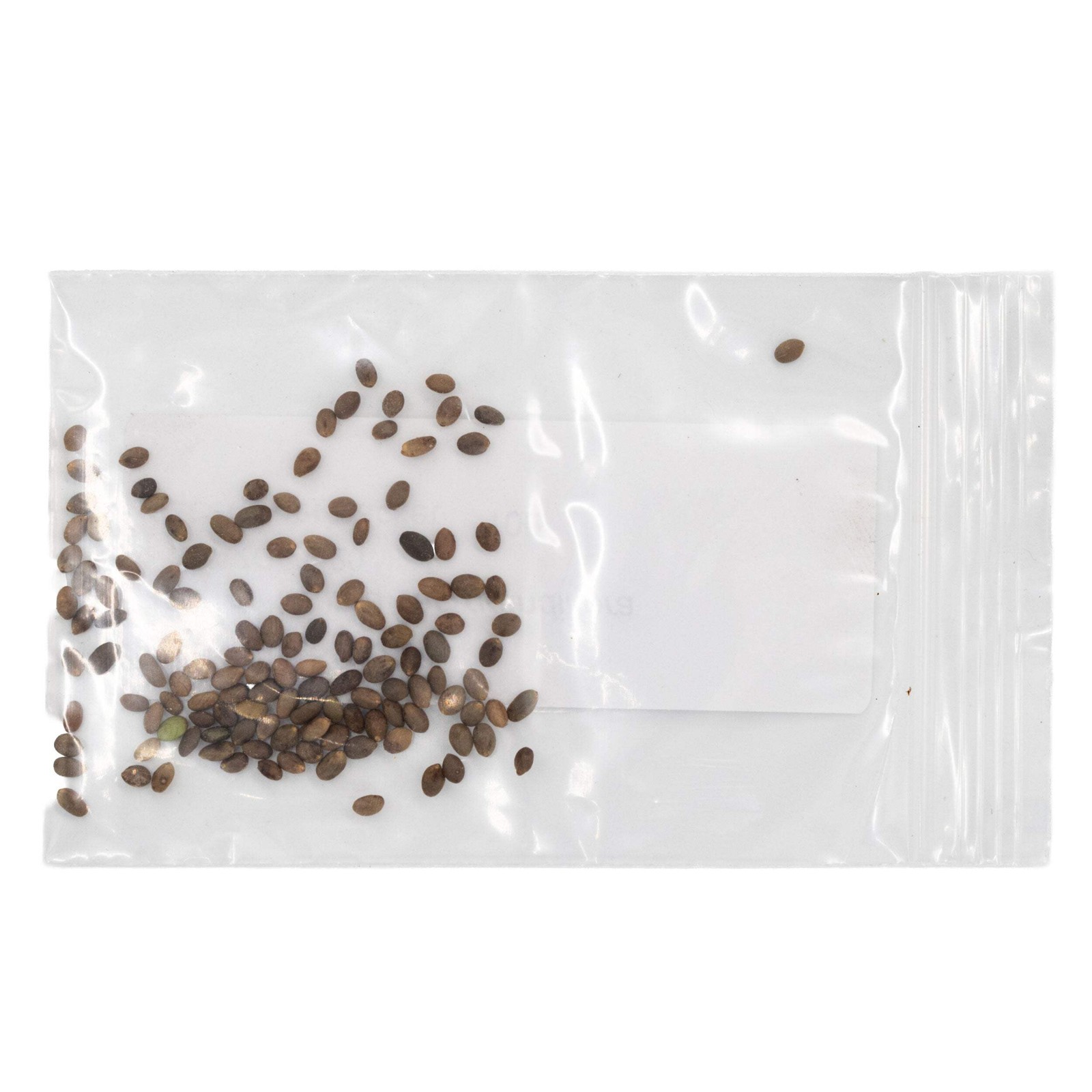 Mini Native Tall Hummingbird Seed Mix | Prairie Legacy Inc.