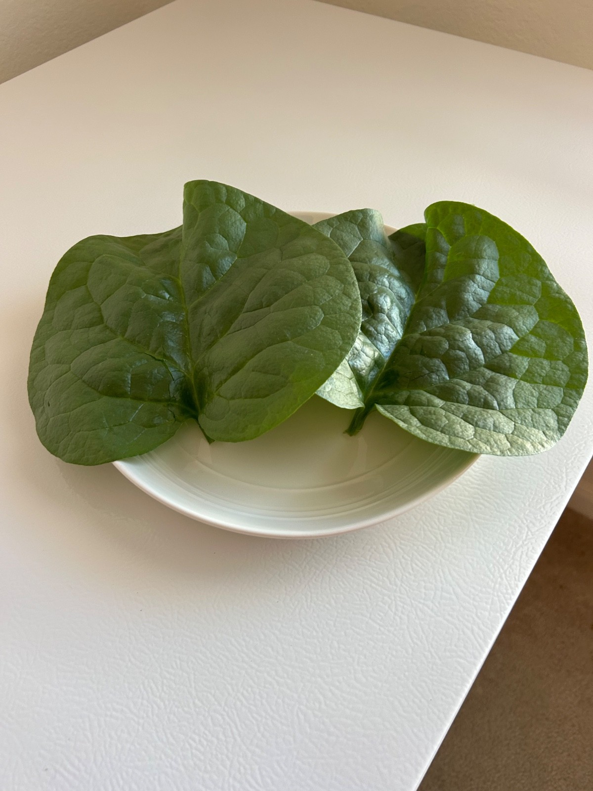 70 Organic Green Stem Malabar Alugbati Mong Toi Poi Sang Ceylon Seeds