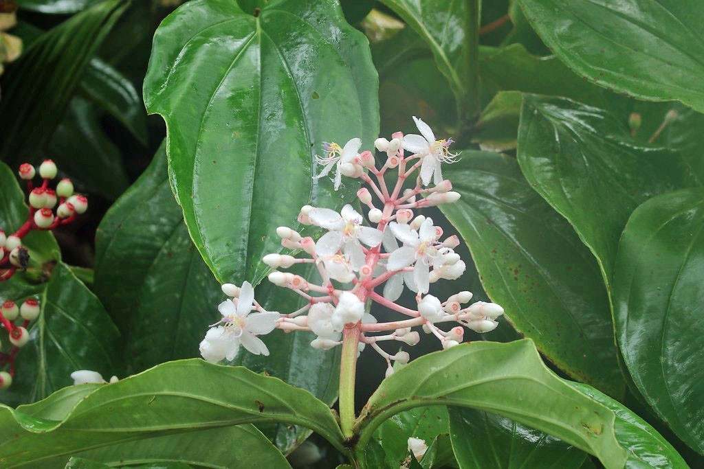 Medinilla madagascariensis | 10 Seeds