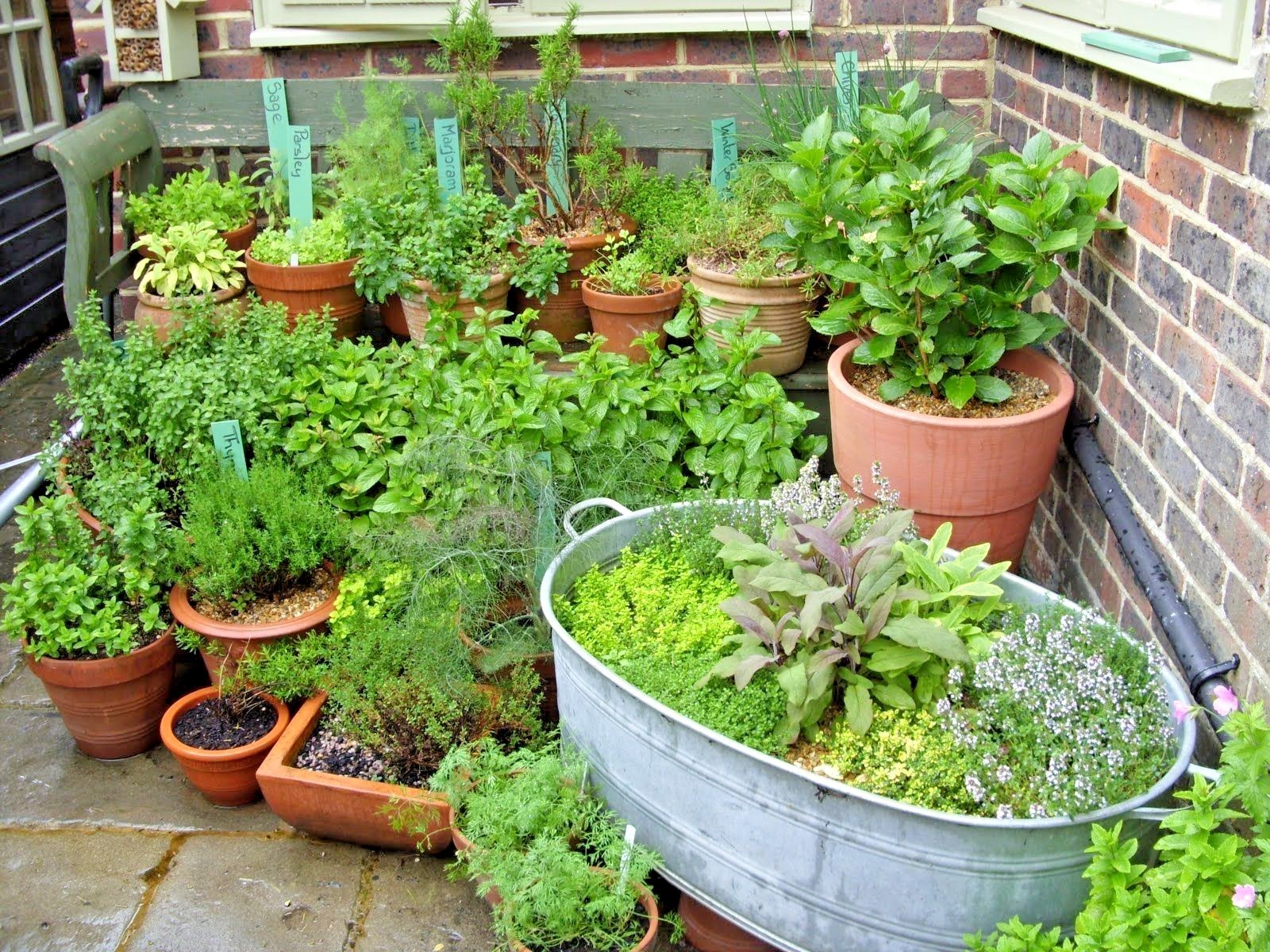 301+ITALIAN Flat Leaf PARSLEY Seeds Organic Herb Garden Containers Culinary Easy