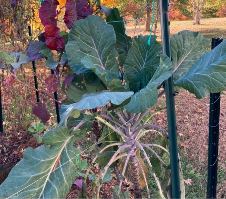 COLLARD GREEN (AFRICAN TREE COLLARD HYBRID-LONGHEAD) 100 SEEDS -6 FOOT PLANTS!!