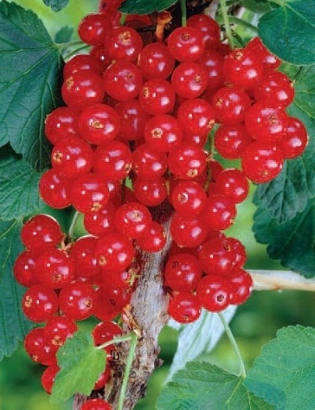 Laxton’s #1 Red Currant, 1 rooted plant 2-4″ tall, 1 year old Bare Root