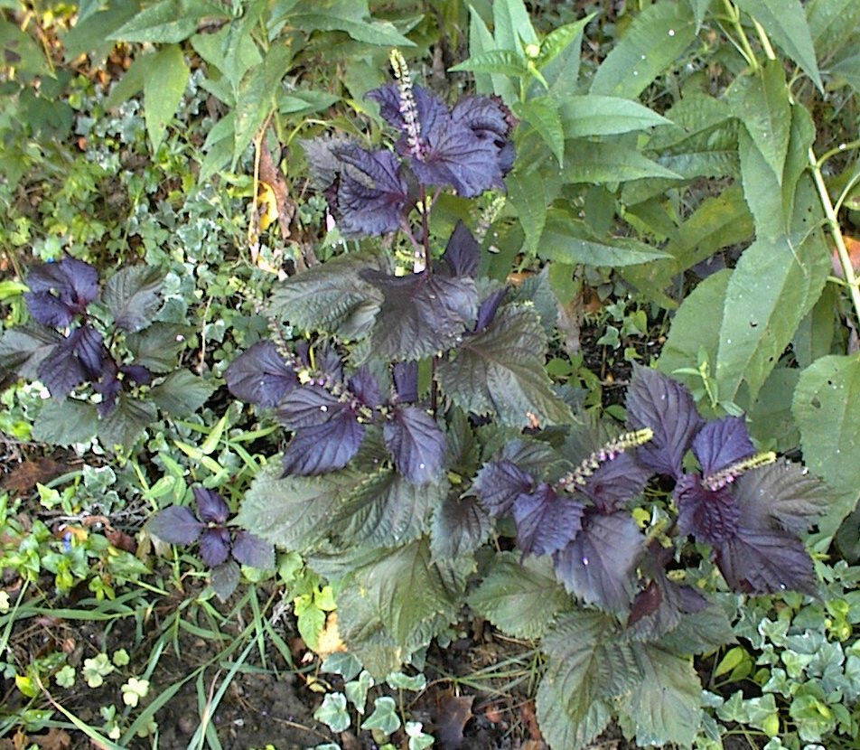 Purple Mint Perilla Plant (Beefsteak)Great Mint Over 500+ Seeds USA Home Grown
