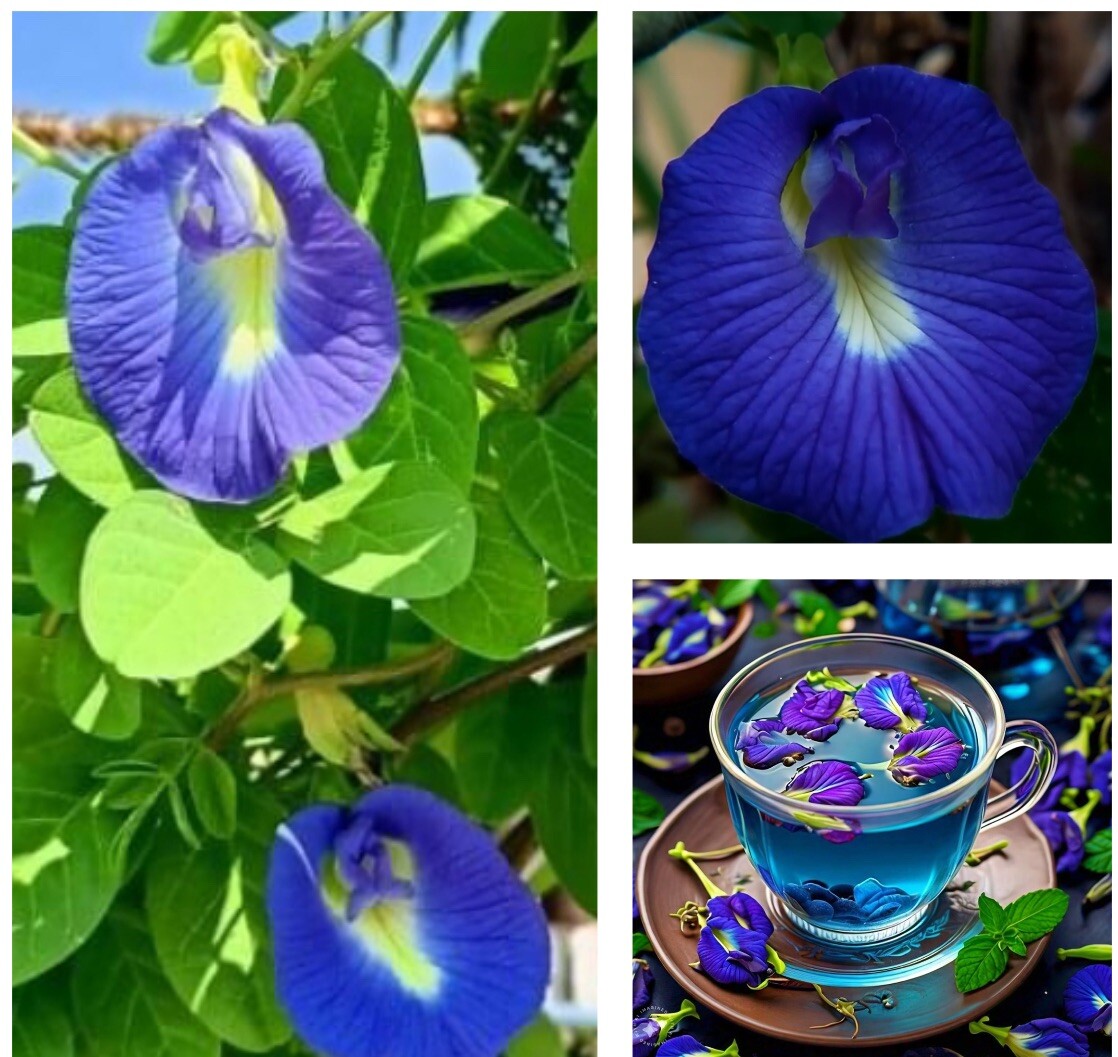 12 SEEDS Butterfly Pea Seeds (Clitoria Ternatea) Asian Pigeonwings ,Aparajita