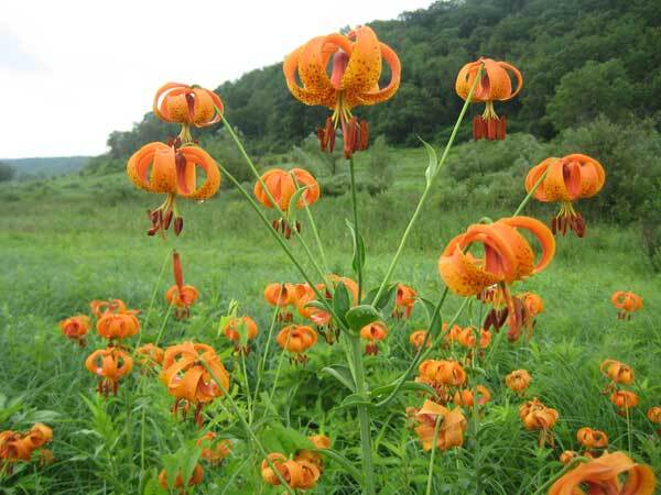 5 Turk’s-cap lily Lilium superbum Bulb/tuber Woodland Wildflower ~Native Hardy~