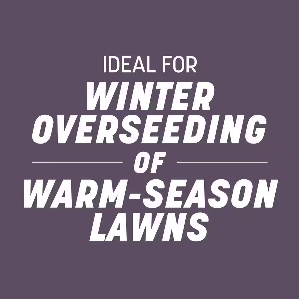 50 lb. Annual Ryegrass Seed – Covers 10,000 sq. ft., Fast-Growing Lawn