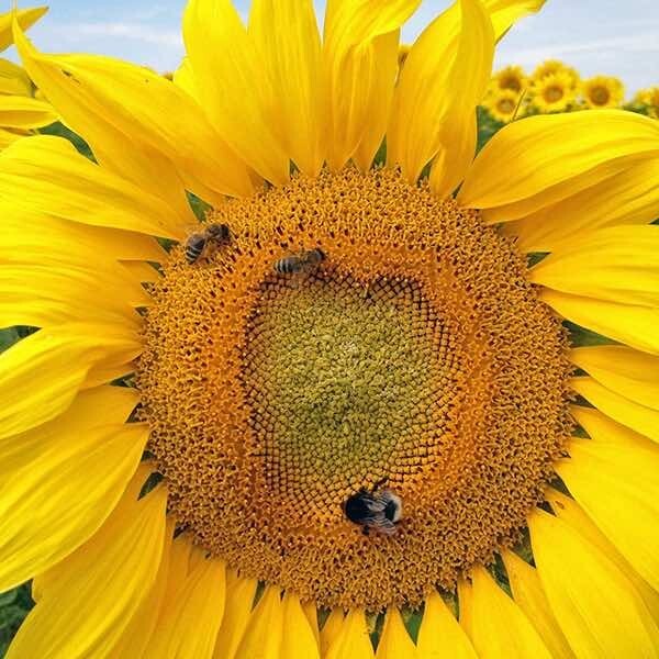 50 Mammoth Russian Sunflower seeds- With Bonus! | Organic Non-GMO Heirloom