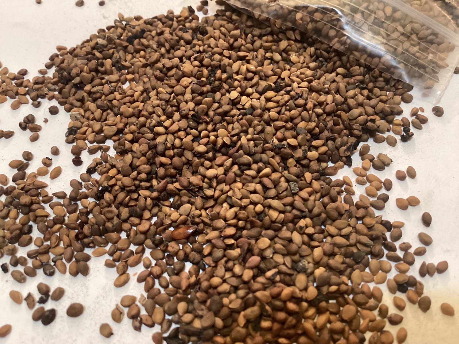 Black Mulberry Tree Seeds (Morus Nigra) With Germination Guide