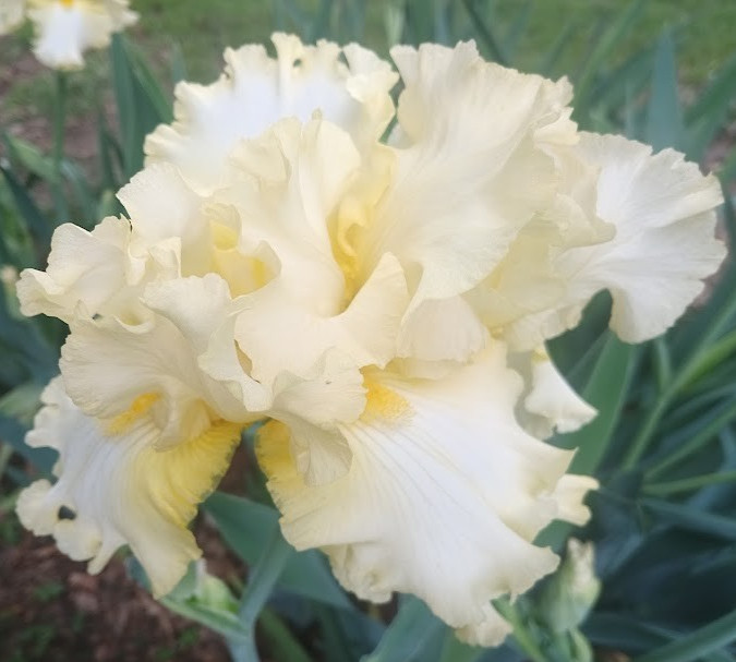 (4) TALL BEARDED IRIS RHIZOME RANDOM MIX BEAUTIFUL FLOWERS ROOT GARDEN PLANTS